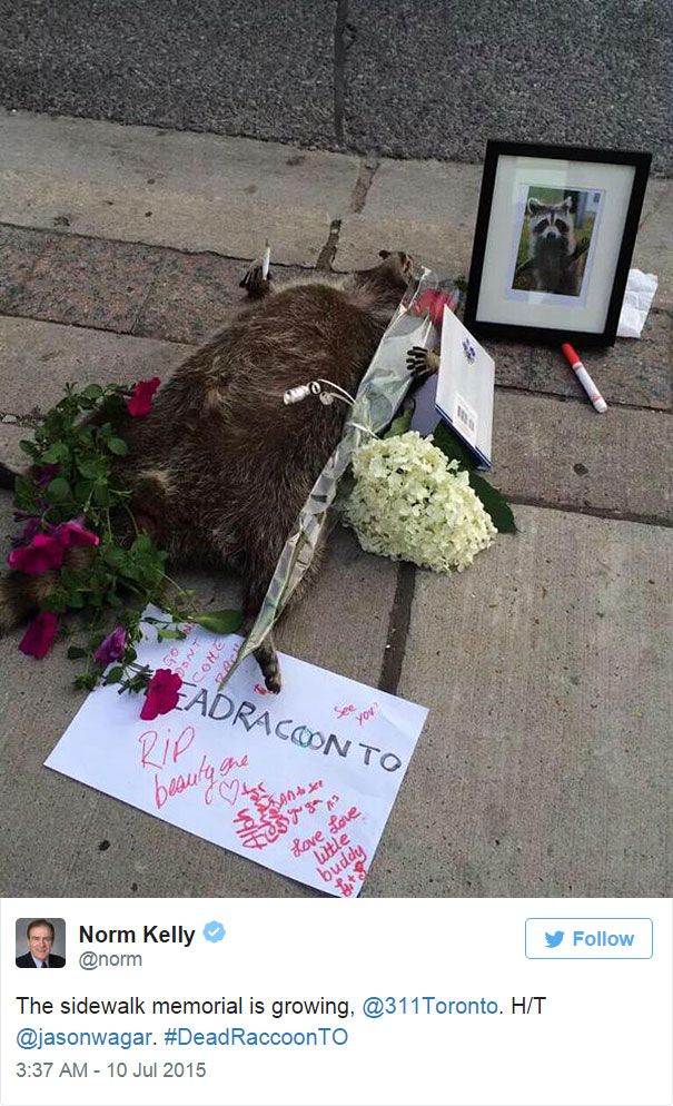dead-raccoon-memorial-shrine-mourning-deadraccoonto-toronto-8