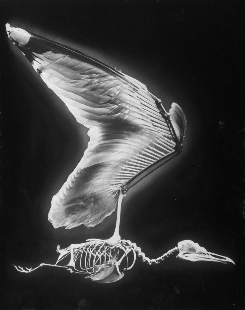 September 1951: Skeletal structure of a bird. (Photo by Andreas Feininger/Time & Life Pictures/Getty Images)