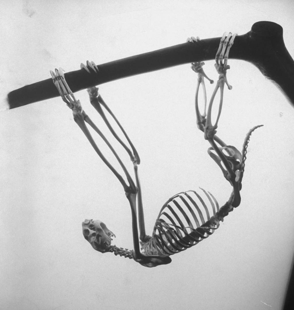 September 1951: Limb structure of a sloth, allowing it to hang upside down. (Photo by Andreas Feininger/Time & Life Pictures/Getty Images)