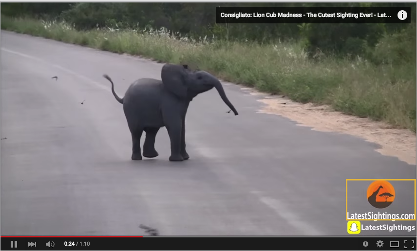  Questo video di un elefantino che insegue gli uccellini vi strapperà lacrime di gioia