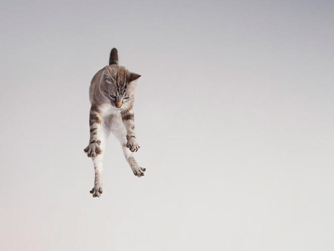  Se avete sempre pensato che i gatti fossero dei piccoli alieni, queste foto ne sono conferma!