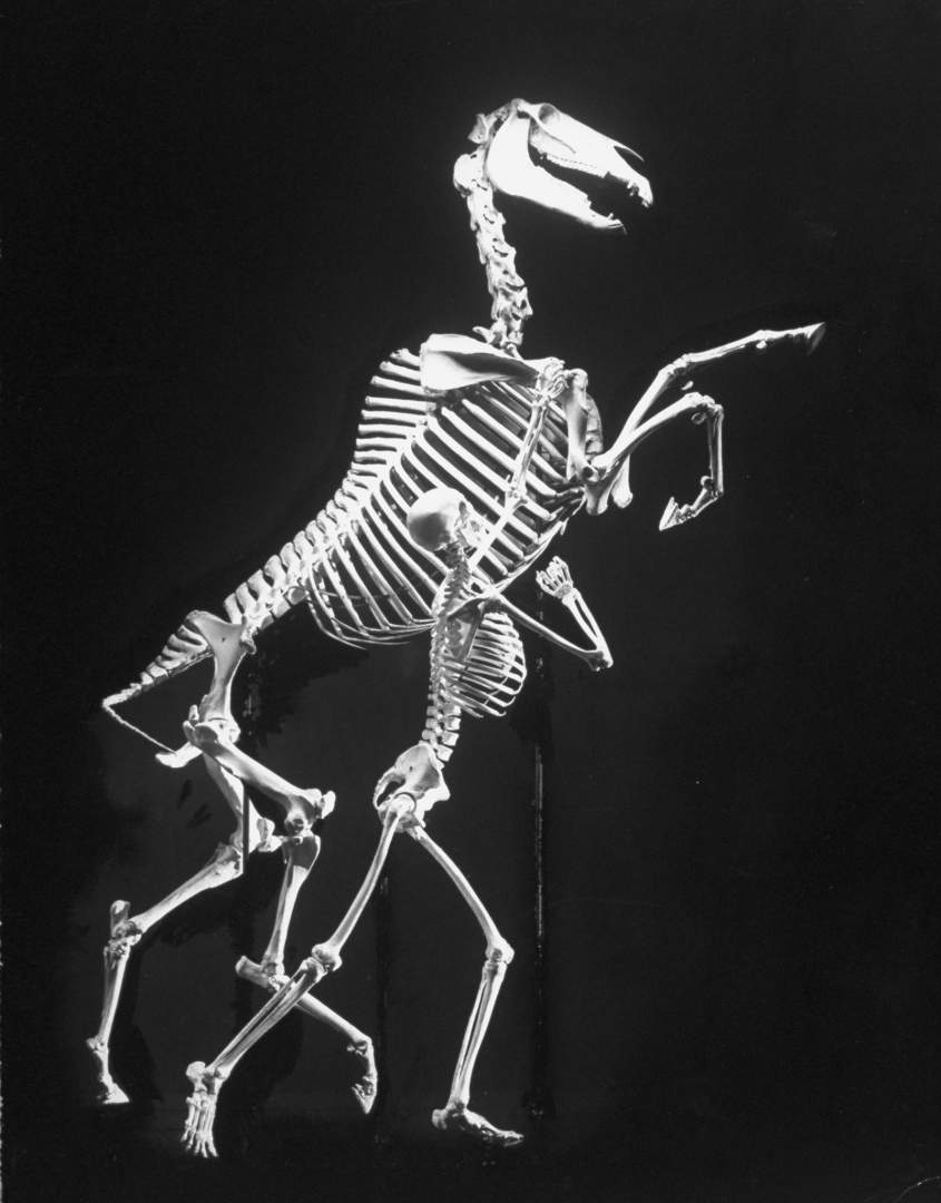 September 1951: Skeletal structures of man and beast. (Photo by Andreas Feininger/Time & Life Pictures/Getty Images)