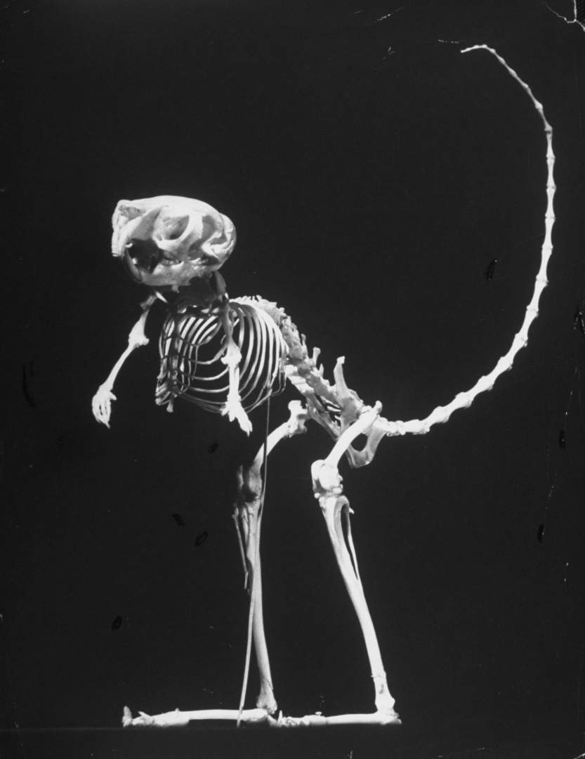 September 1951: Skeletal structure of a jumping mouse, with long legs for jumping. (Photo by Andreas Feininger/Time & Life Pictures/Getty Images)