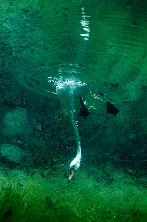  Se foste un pesce sarebbe terrore puro: i cigni fotografati da Viktor Lyagushkin