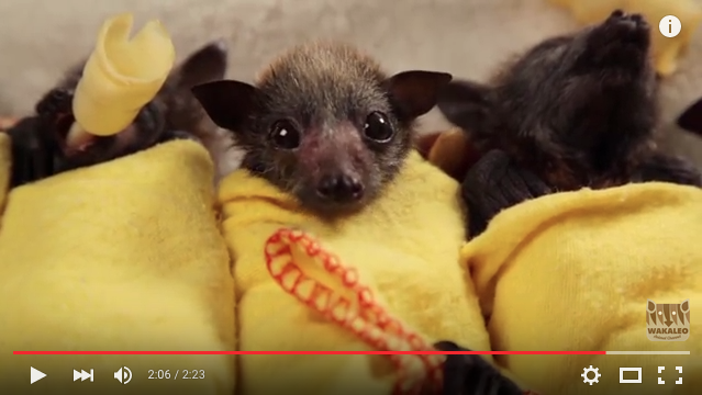  Questi piccoli pipistrelli in modalità involtino squittiscono di piacere!