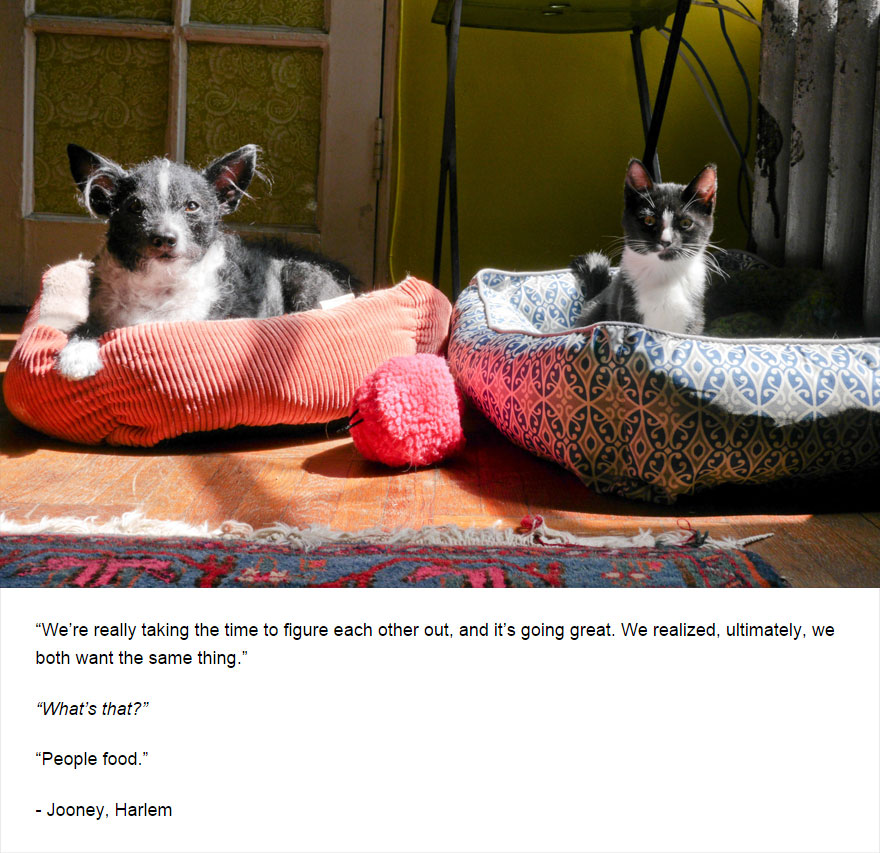 cat-blog-felines-of-new-york-jim-tews-104__880